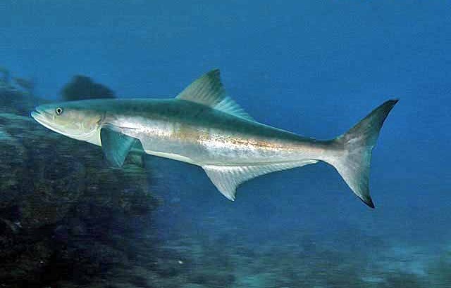 Cobia